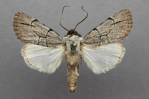 Sympistis ragani