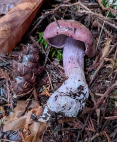 Phlegmacium spadicellum thumbnail 1