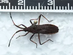 Euphorbia Bug thumbnail 1