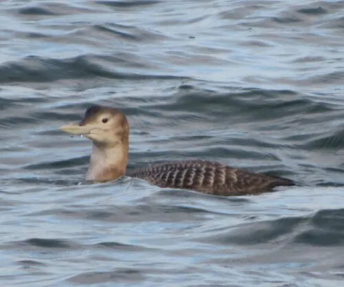 Yellow-billed Loon