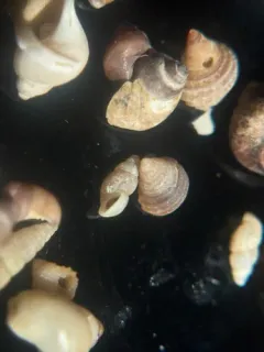 Pointed Cingula thumbnail 1