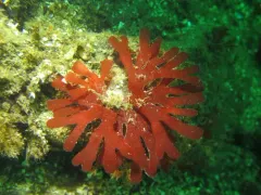Rhodymenia californica thumbnail 2