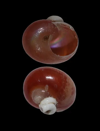 Pearly Topshell