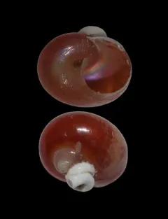 Pearly Topshell thumbnail 1