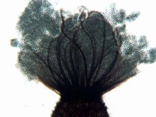 Pseudohumicola subspiralis