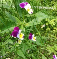 Wild Pansy thumbnail 4