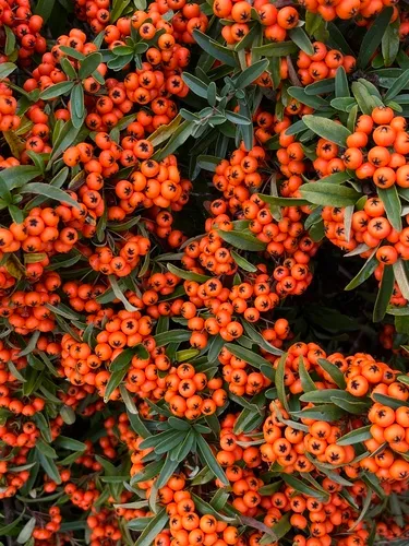 Narrowleaf Firethorn