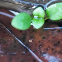 Malmgren's Springtail thumbnail 2