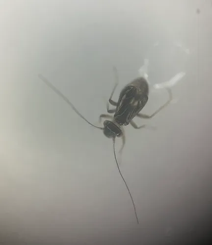 Propsocus pulchripennis