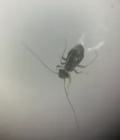 Propsocus pulchripennis thumbnail 1