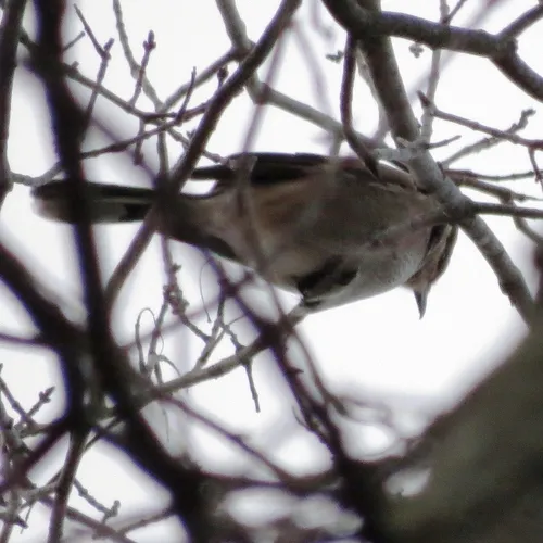 Northern Shrike