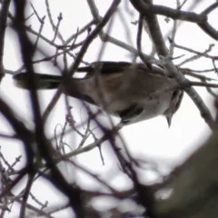 Northern Shrike thumbnail 1
