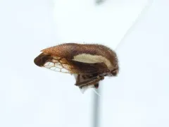 Ophiderma flavicephala thumbnail 1