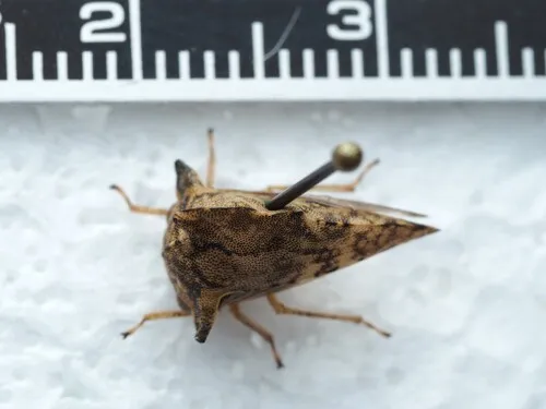 Heliria gibberata