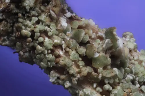 Fig-leaved Pixie Lichen