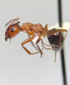 Pergande's Mound Ant thumbnail 2