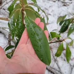 great rhododendron thumbnail 1