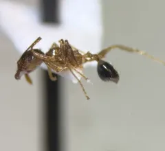 African Big-headed Ant thumbnail 2