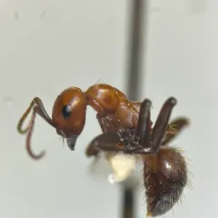 Western Amazon Ant thumbnail 4