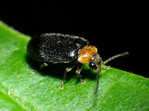 Nyholmia collaris