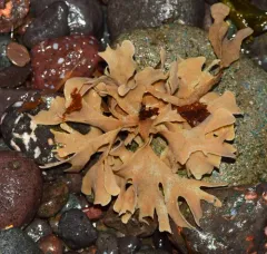 Hornwrack thumbnail 4