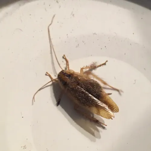 German Cockroach