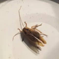 German Cockroach thumbnail 1