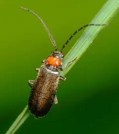 Hardy Soldier Beetle thumbnail 2
