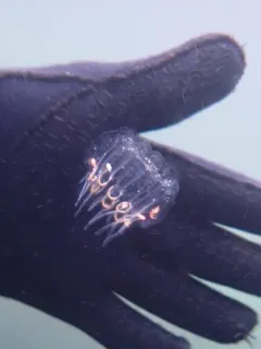 Cyclosalpa bakeri thumbnail 1
