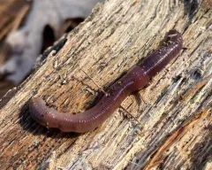 Redhead Worm thumbnail 2