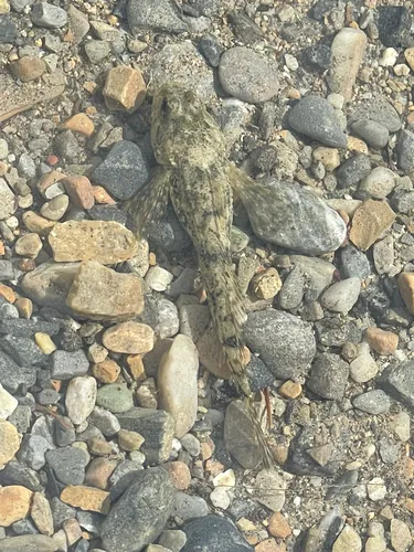 Columbia Slimy Sculpin