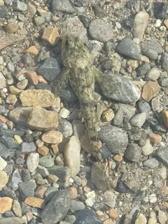 Columbia Slimy Sculpin thumbnail 1