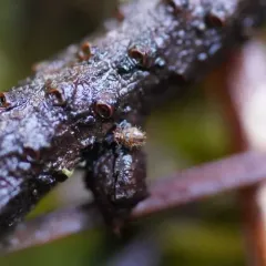 Vesicephalus occidentalis thumbnail 4