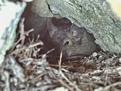 Desert Woodrat thumbnail 3