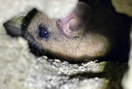 Canyon Mouse