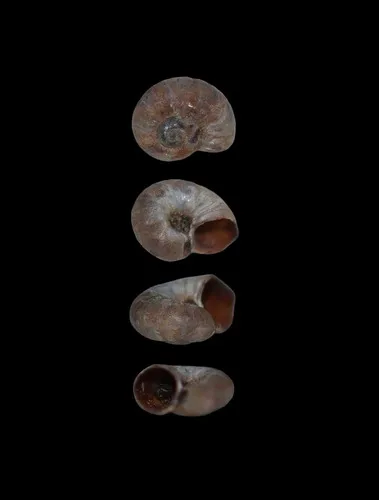 Flat Skeneopsis