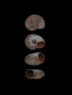 Flat Skeneopsis thumbnail 1