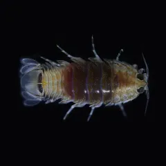 Rocinela belliceps thumbnail 3