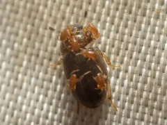 Cercyon laminatus thumbnail 3
