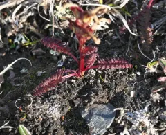 red-tipped lousewort thumbnail 3