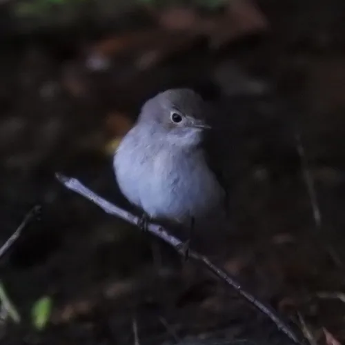 Taiga Flycatcher
