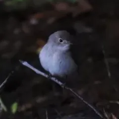 Taiga Flycatcher thumbnail 1