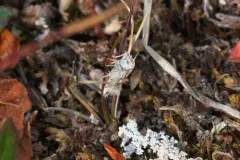 Plutella hyperboreella thumbnail 3