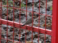 Taiga Flycatcher thumbnail 2