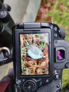 Taiga Flycatcher thumbnail 4