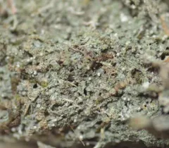 Pink Dimple Lichen thumbnail 4