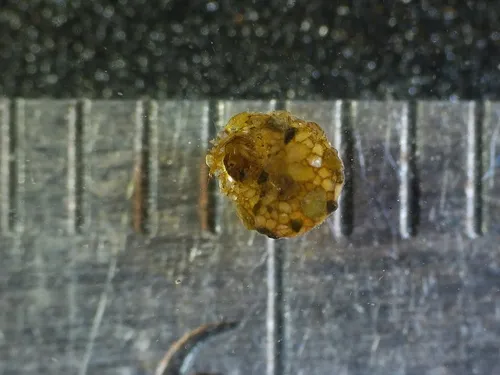 Spectacled Snail-case Caddisfly