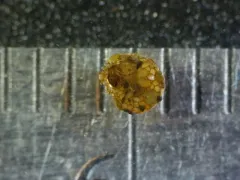 Spectacled Snail-case Caddisfly thumbnail 1