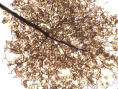 Paradiacheopsis longipes thumbnail 1