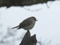 Taiga Flycatcher thumbnail 3